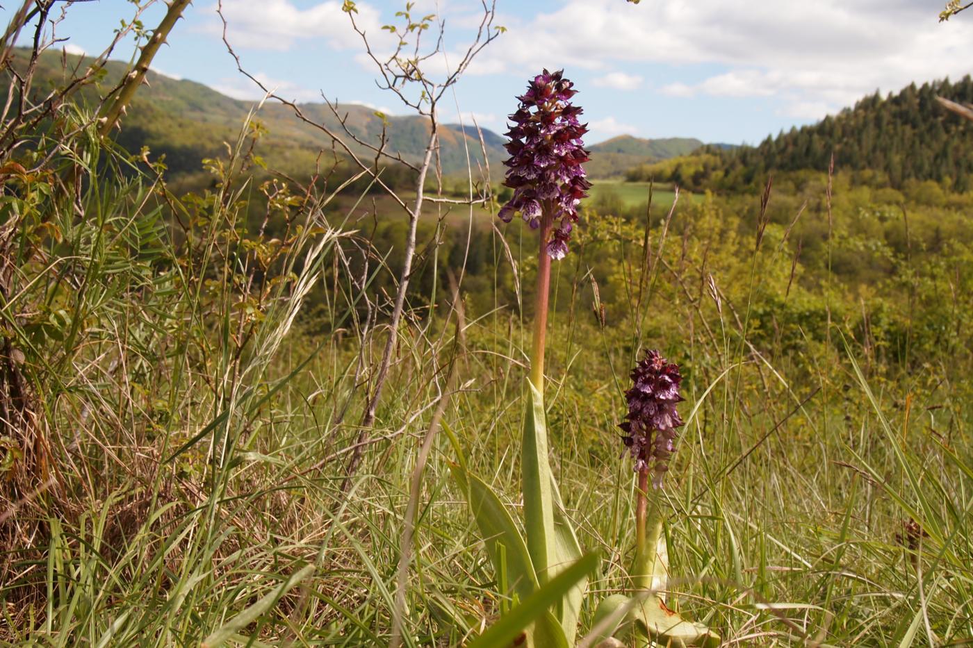 Orchid, Lady plant